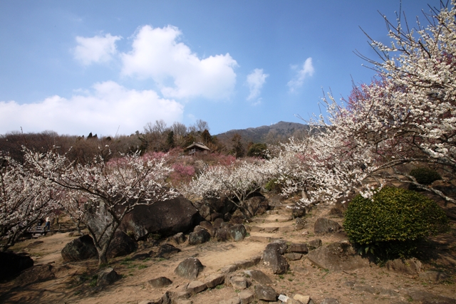 梅 まつり 山 筑波